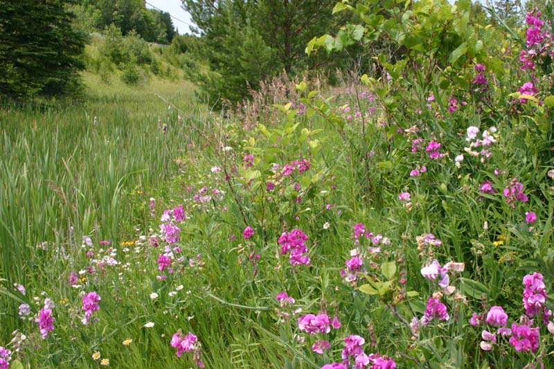 Massasauga Habitat