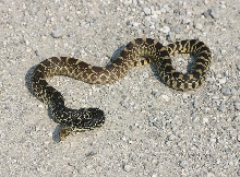 Kankakee Bullsnake