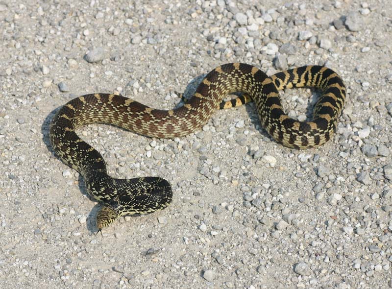 Kankakee Bullsnake
