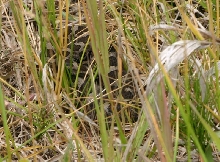 Eastern Massasauga Rattlesnake
