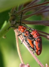 Love Bugs