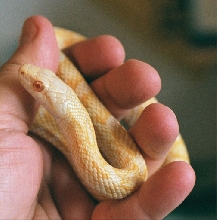 Albino Japanese Ratsnake