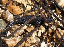 Blue-spotted Salamander