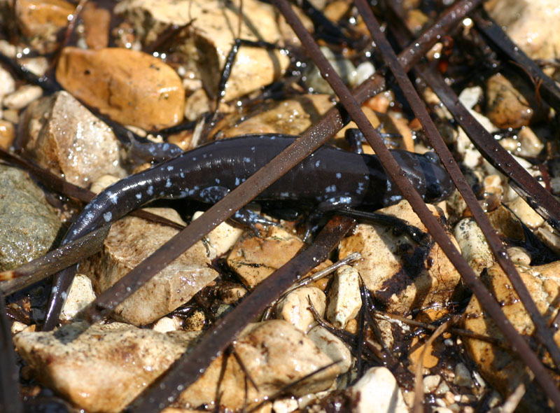 Blue-spotted Salamander