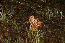 American Toad