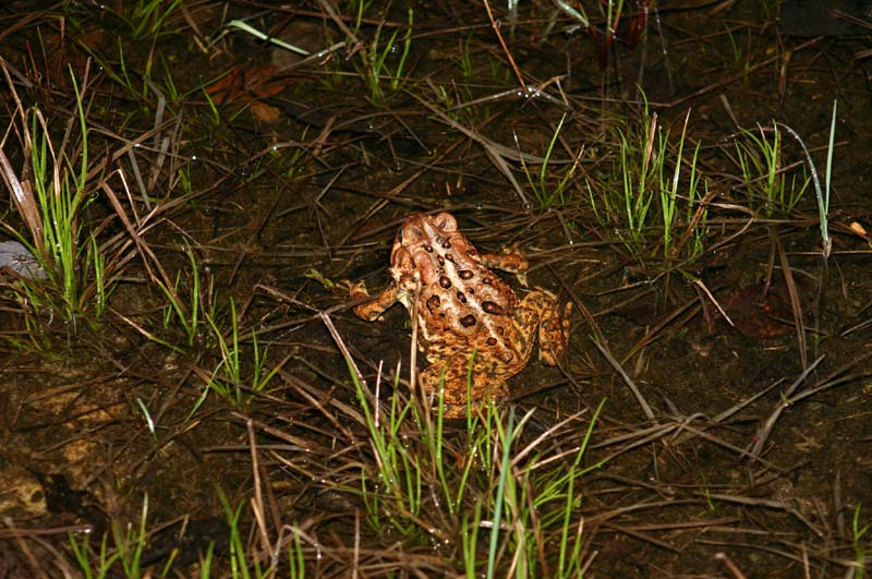 American Toad