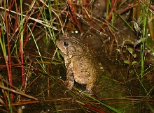 American Toad