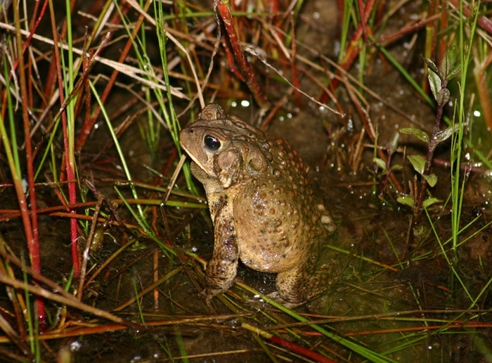 American Toad
