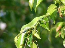 Green Anole