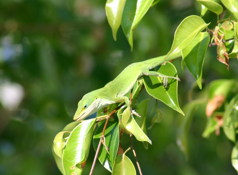 Green Anole