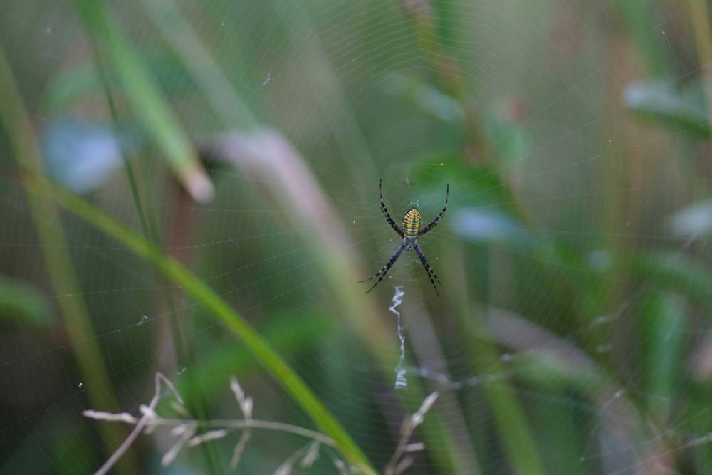 Banana Spider