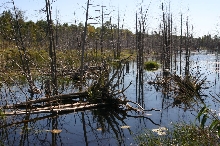 Beaver Pond