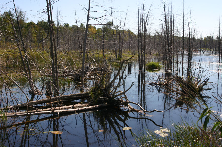 Beaver Pond