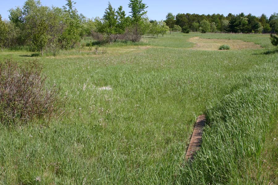 Butler's Garter Habitat