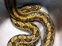 Chinese Twin-spotted Ratsnake