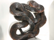 Black Ratsnake