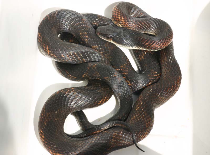Black Ratsnake