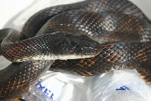 Black Ratsnake