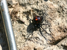 Black Widow Spider