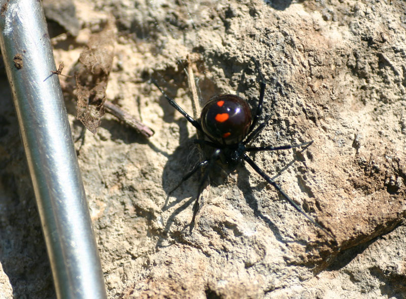 Black Widow Spider