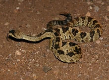Blacktail Rattlesnake