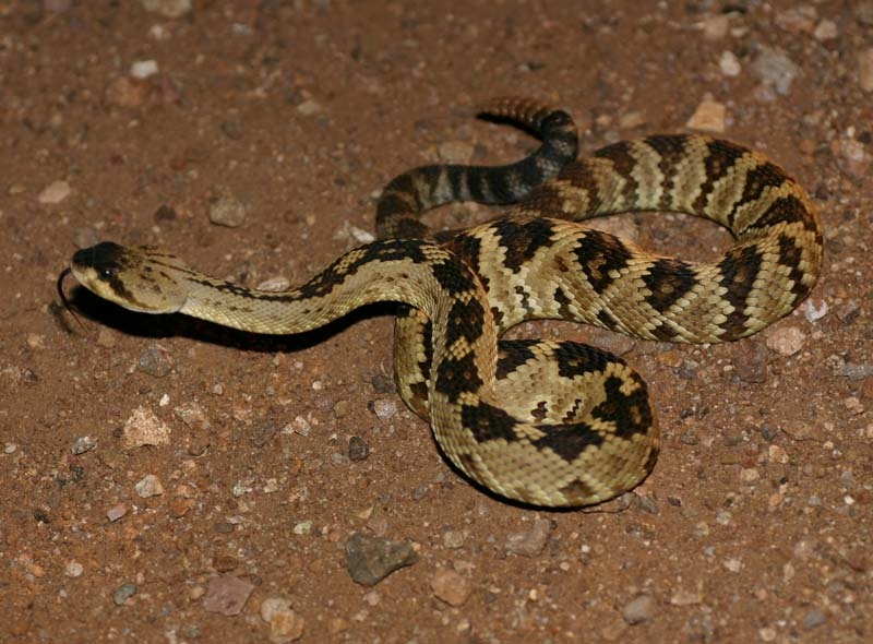 Blacktail Rattlesnake