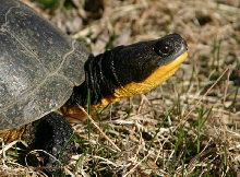 Blanding's Turtle