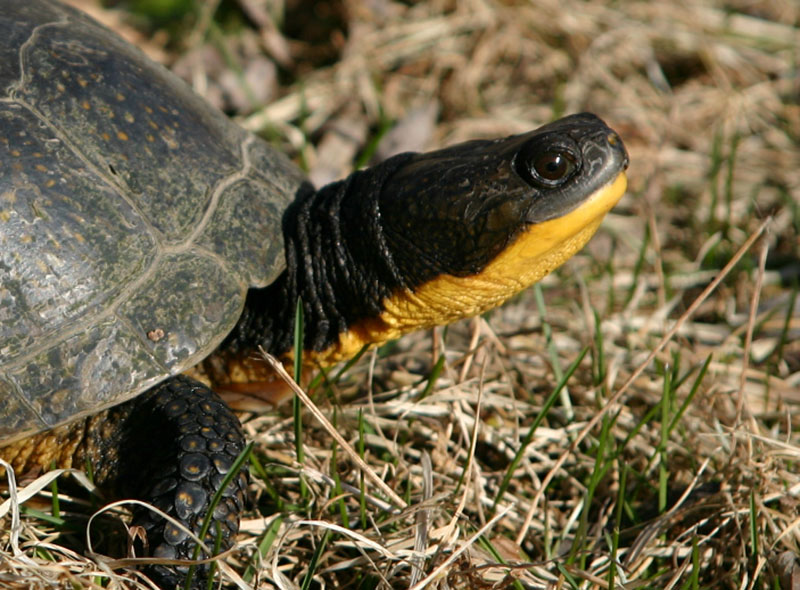 Blanding's Turtle