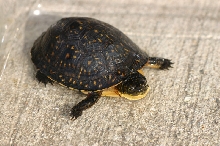 Blanding's Turtle