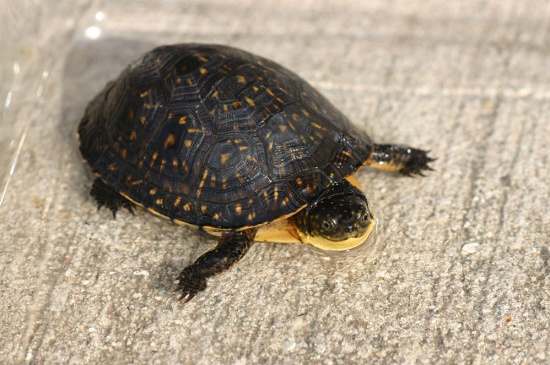 Blanding's Turtle
