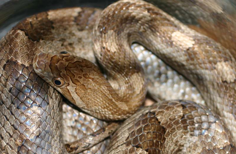 Brazos Island Ratsnake