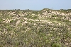 Brazos Island Habitat