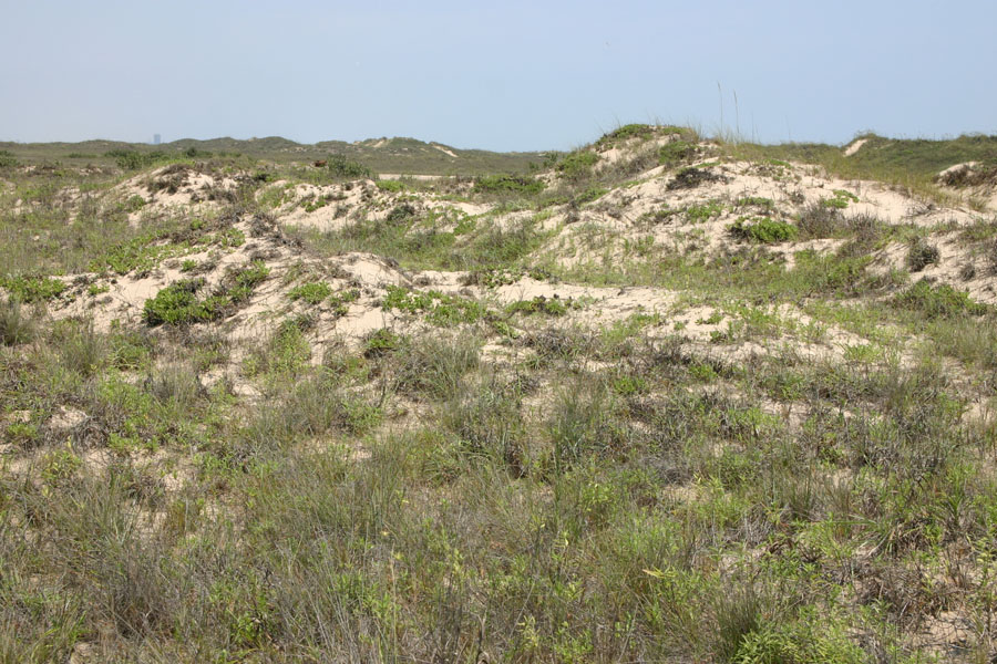 Brazos Island Habitat