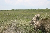 Brazos Island Habitat