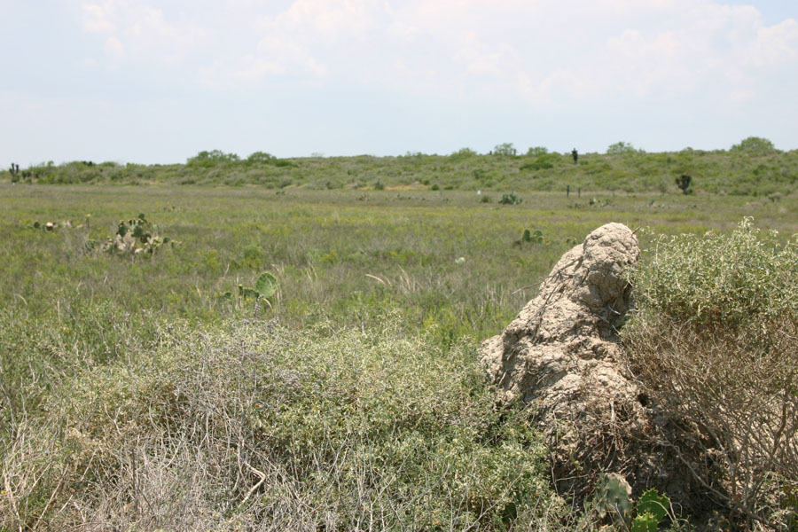 Brazos Island Habitat