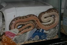 Brazos Island Ratsnake