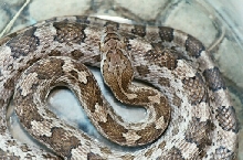 Brazos Island Ratsnake