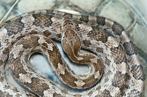 Brazos Island Ratsnake