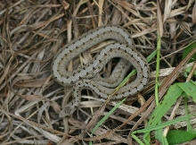 Brown Snake