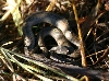Brown Snake