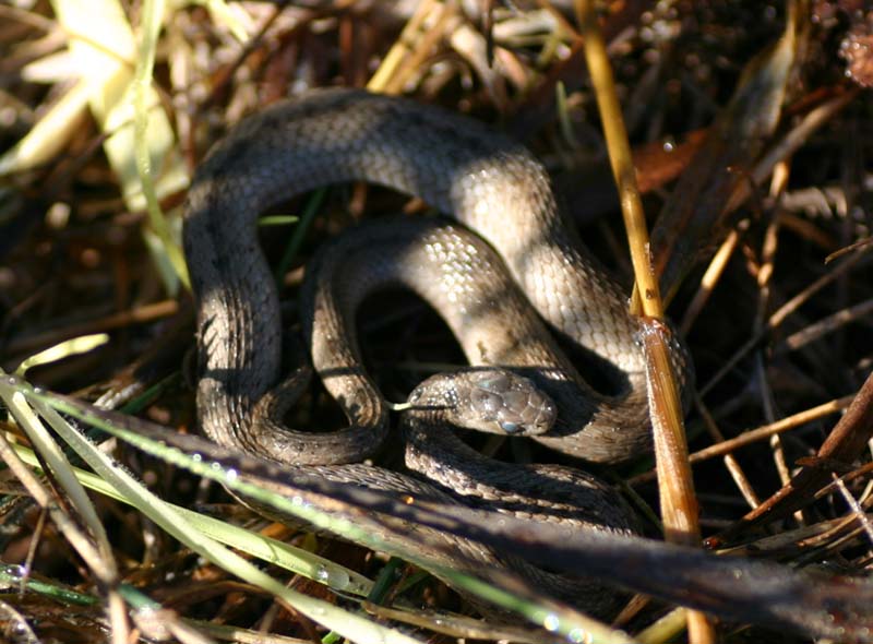 Brown Snake