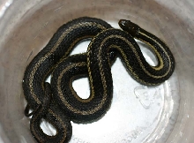 Butler's Garter Snake