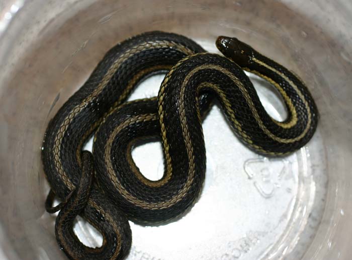 Butler's Garter Snake