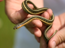 Butler's Garter Snake