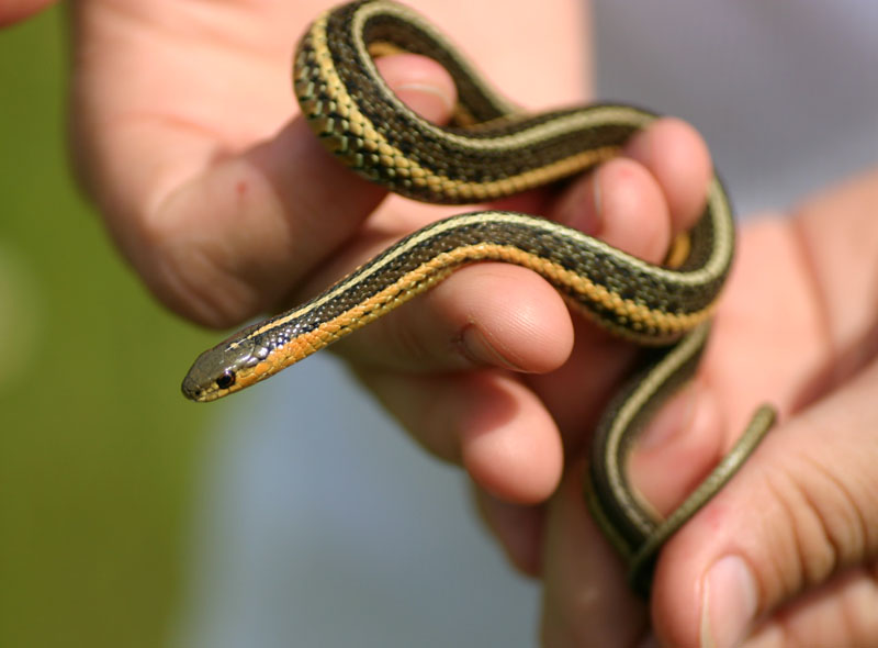 Butler's Garter Snake