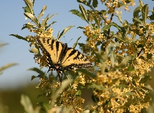 Canadian Tiger Swallowtail
