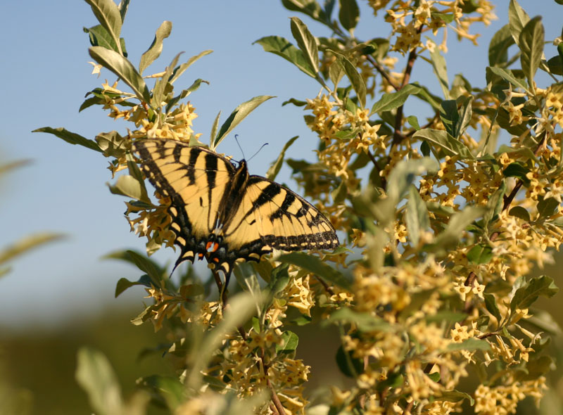 Canadian Tiger Swallowtail