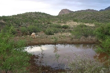 Cattle Tank