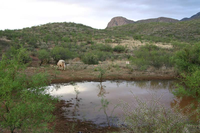 Cattle Tank