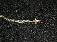 Checkered Garter Feeding